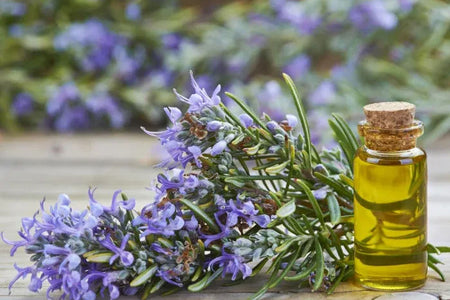 Rosemary Essential Oil: A Natural Elixir for Health and Beauty